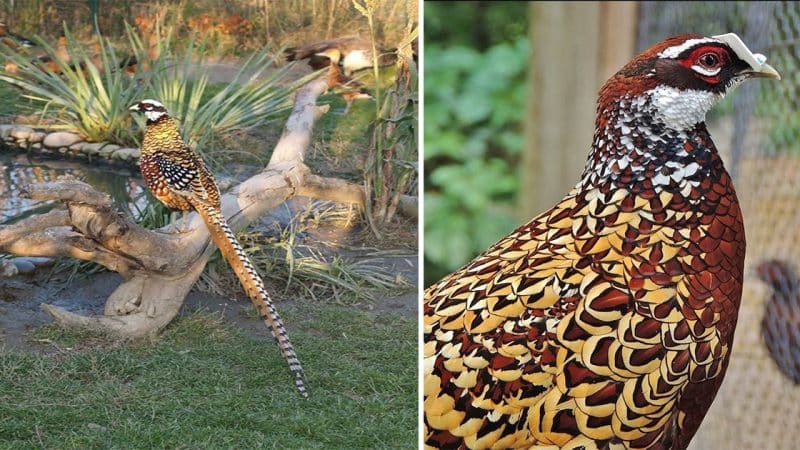 Reeves’s Pheasant: A Striking Bird of Central and Eastern China with Impressive Plumage and Size