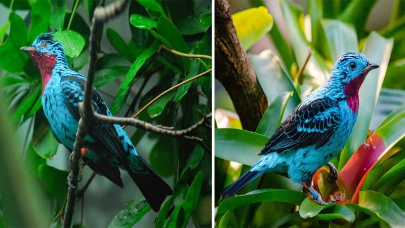 Unveiling the Enigmatic Beauty of the Spangled Cotinga: A Masterpiece of Subtle Elegance and Harmonious Colors