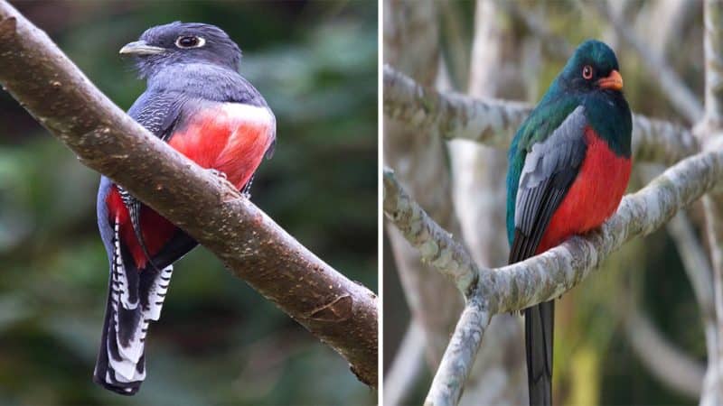 Exploring the Enchanting World of the Blue-crowned Trogon: Beauty, Stealth, and Vocal Splendor