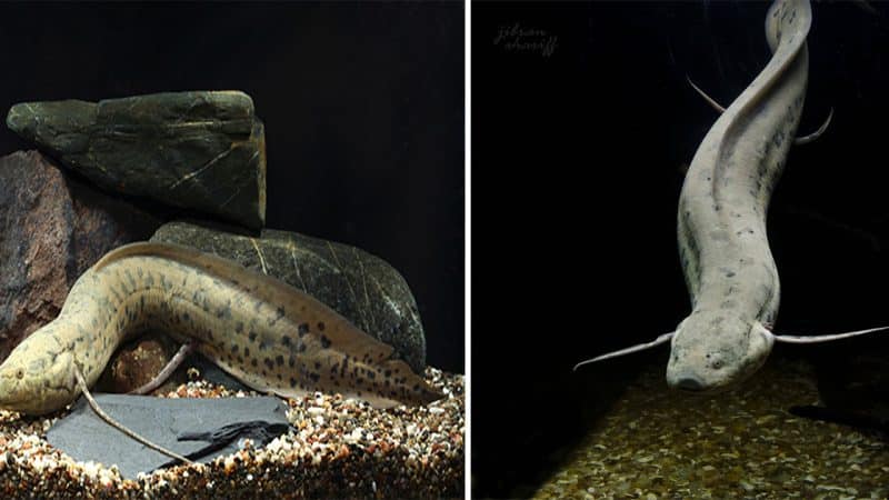 African Lungfish A Fascinating Aquatic Survivor