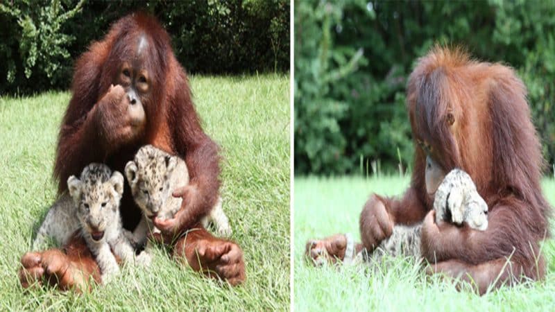 Witness the Heartwarming Bond between an Orangutan and Two Lion Cubs