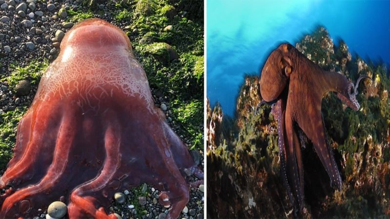 The Strange “Red Glob” that Has Washed Ashore on Washington Beach Has Scientists Baffled: Could it be a Rare Seven-Armed Octopus