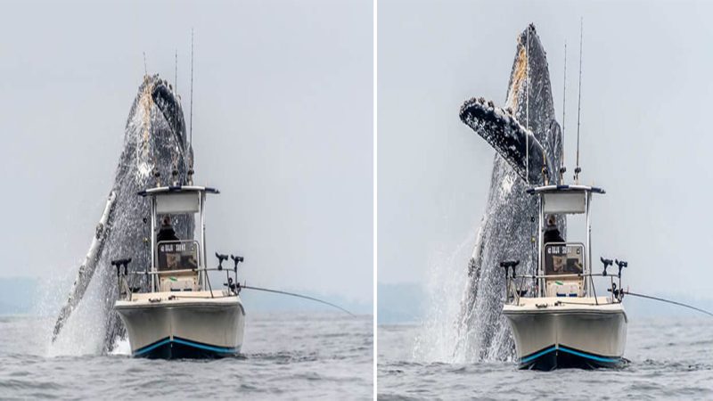 A Massive Humpback Whale Leaping Out Of The Water Next To A Fishing Boat In Once-In-A-Lifetime Footage