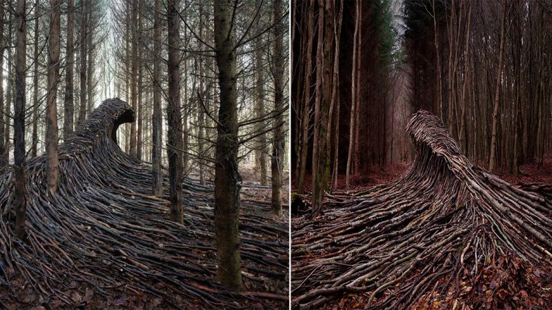 Nine Massive Waves of Deadwood Rage Across the Forest Floor near Hamburg