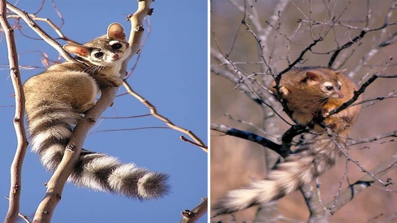 The Ringtail Cat: Nature’s Enigmatic Acrobat