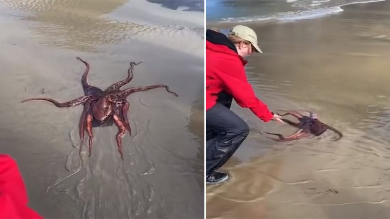 This morning around 9:30 a Giant Pacific Octopus was caught in some sand during the outgoing negative tides between Haystack Rock and the Needles. Haystack Rock Awareness Program stewards were quick to assist the sea creature and perform a rescue.