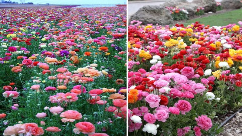 A Kaleidoscope of Blooms: Exploring the Vibrant Ranunculus Flower Garden