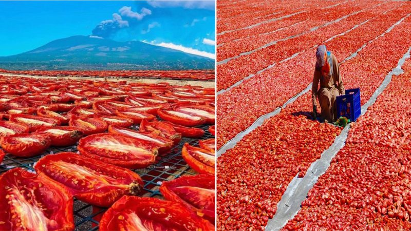 Traditional Sun Drying of Tomatoes in Southern Italy