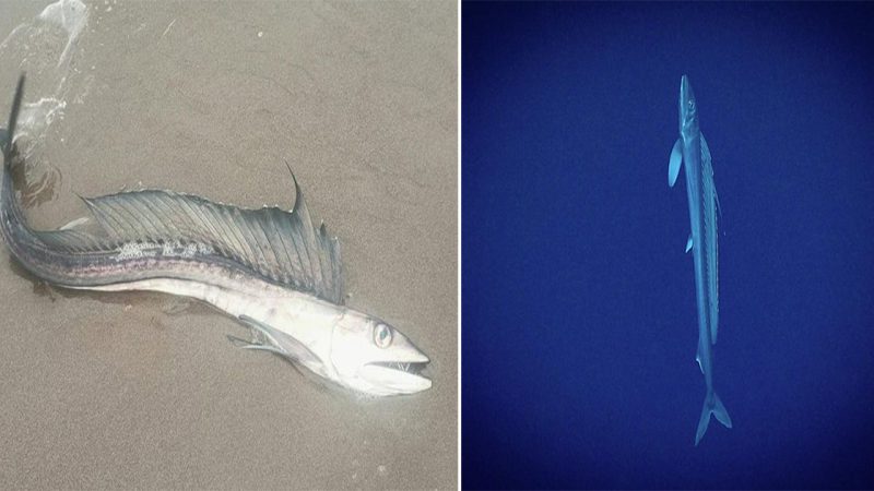 Unveiling the Enigmatic Lancetfish: A Fascinating Deep-Sea Creature of Mystery