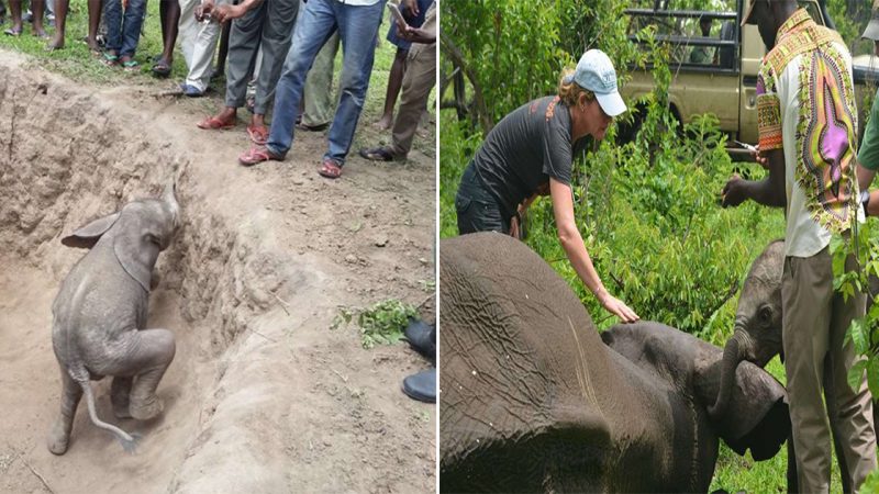 Baby Elephant Aids Rescuers in Reuniting with His Mother After Daring Rescue