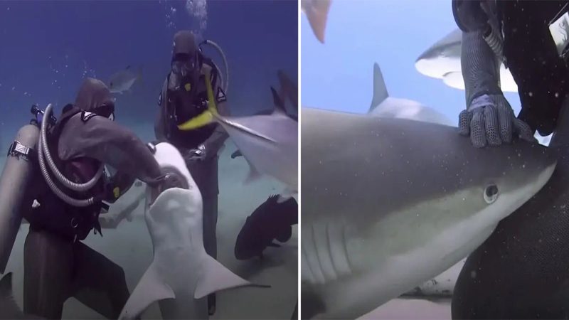 Brave Shark Lover Risks It All to Save Her Finned Friends