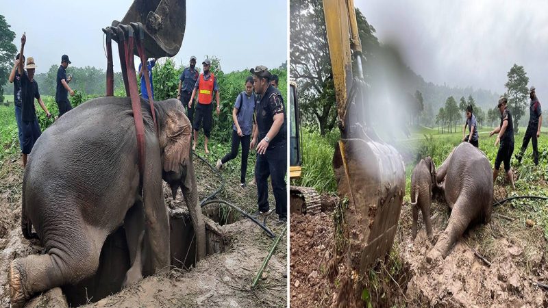 Heart-Stopping Rescue: Vets Conduct CPR to Save Mother Elephant as Young Calf Watches On