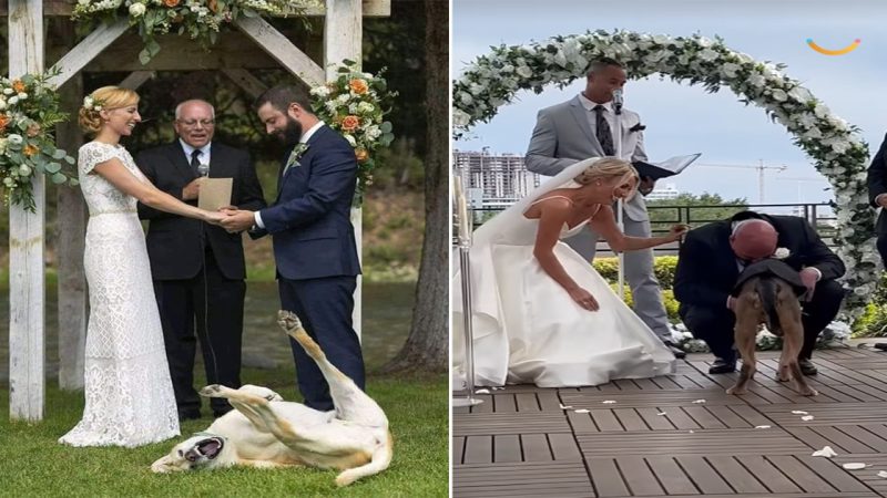 Best wedding photo ever : The moment the dog was lying around, playing at the wedding, the bride and groom laughed and enjoyed it.