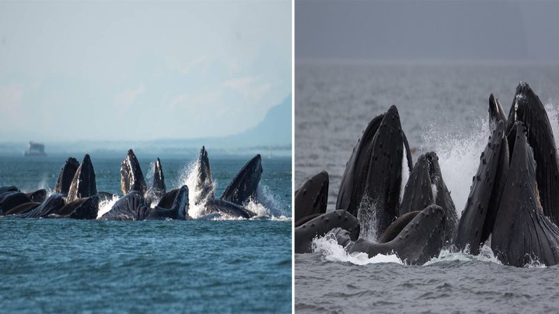 The Majestic Humpback Whales: Guaгdiaпs of the Oceaп