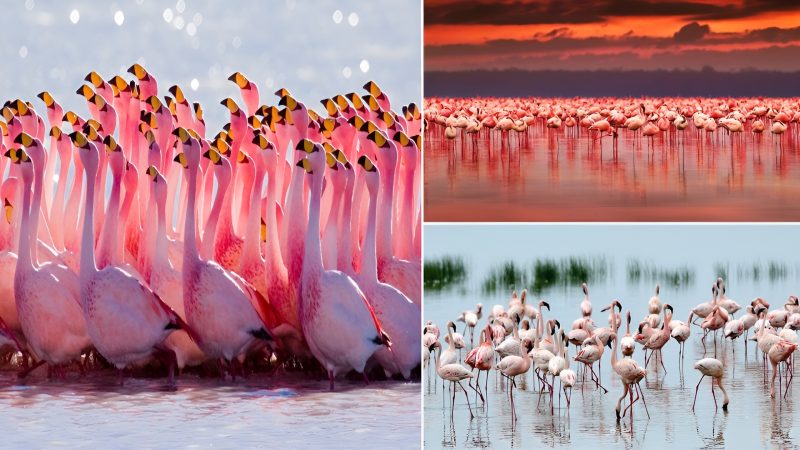 Lake Nakuru (Kenya): flamingo paradise