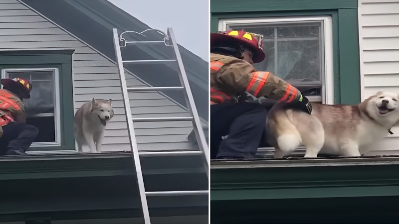 “Rescued Dog’s Heartwarming Kiss: A Touching Gesture of Gratitude Towards Brave Firefighter”