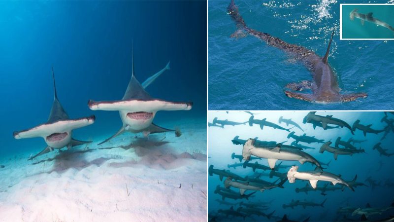 Hammerhead Sharks: Marvels of the Ocean Facing Urgent Conservation Challenges