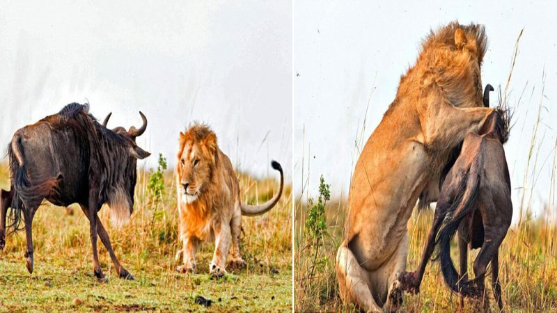 Intense Encounter: Fearsome Lion Hunts Down Wildebeest in a Thrilling 60-Second Battle on the African Plain