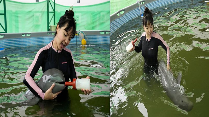 Rescued Irrawaddy Dolphin Calf, “Paradon,” Receives Life-Saving Care in Thailand