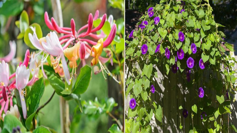 Create a Green Oasis with These 20 Best Climbing Plants for Pergolas and Arbors