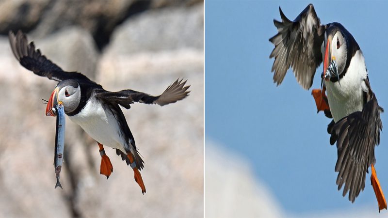 The Atlantic Puffin: A Charming Seabird of the North Atlantic