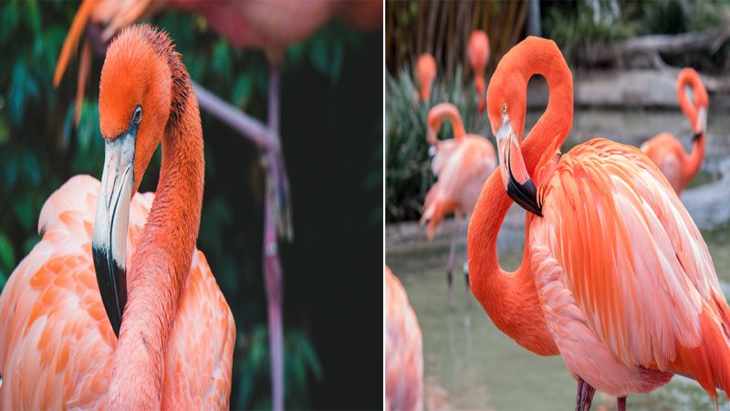 Graceful Elegance in Pink: The Enchanting World of Flamingos