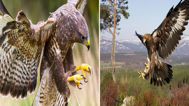 Britain’s Majestic Birds of Prey: A Royal Soar Across the Skies