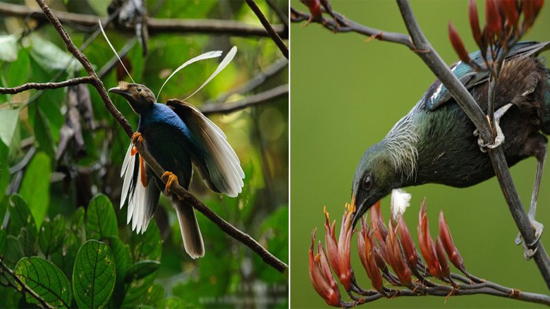 Visions of Beauty: The Standardwing Bird of Paradise’s Captivating Colors and Flowing White Plumes