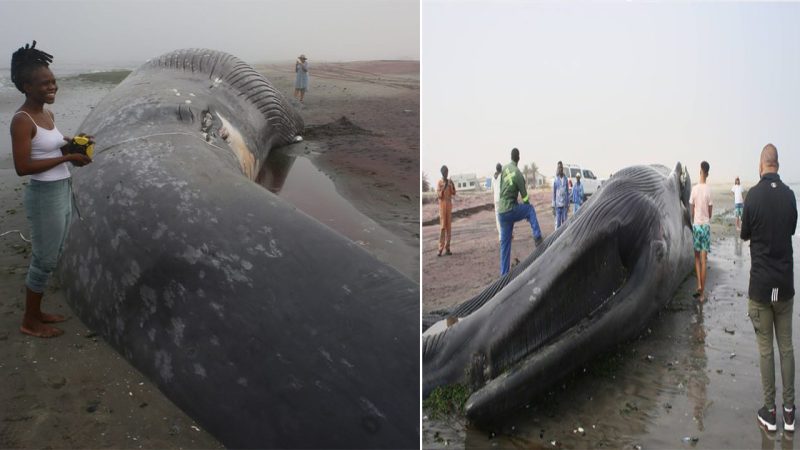 Majestic Antarctic Blue Whale Found Stranded 8,000km Away in Namibia, Victim of Boat Collision