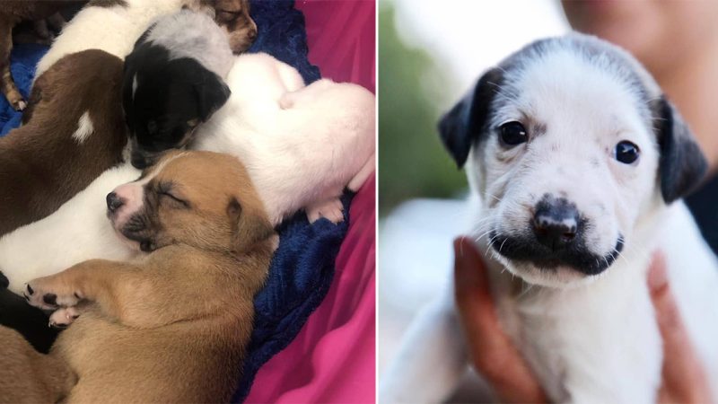 The heartwarming story of Salvador Dolly, A rescued puppy with a lovely mustache,  carries a profound message of unwavering cuteness and boundless love.