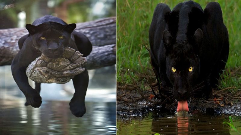 The Enigmatic Elegance of the Black Panther