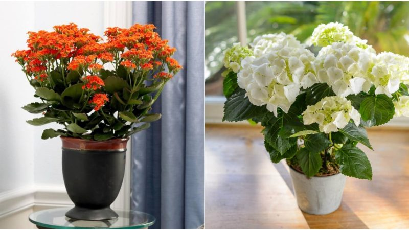 14 Beautiful Houseplants That Resemble Flower Bouquets