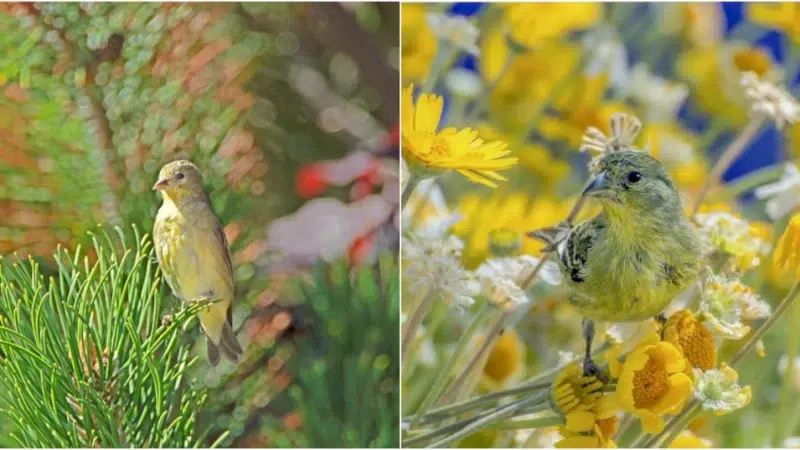 Discovering the Beauty of Lesser Goldfinch Birds