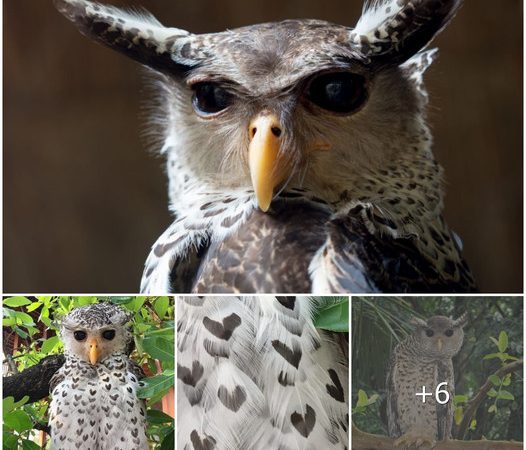 The Enigmatic Sri Lankan Devil Bird: A Forest-Inhabiting Marvel with Hearts in Its Feathers