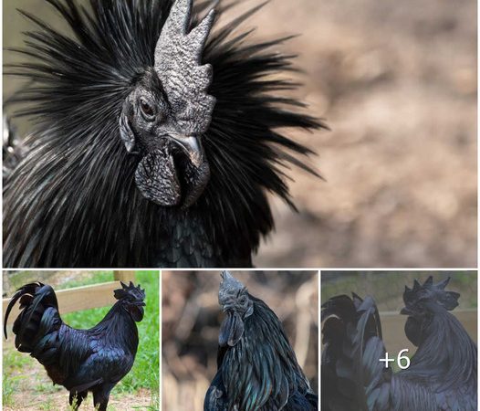 Unveiling the Majesty of the Regal Black Chicken: Ayam Cemani