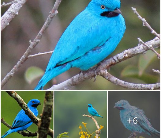 Eye-Catching Blue: Discovering the Marvelous Plum-Throated Cotinga Birds