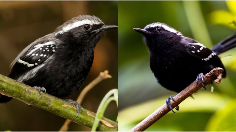 Black-Bellied Antwren: A Delicate Balance of Beauty and Nature