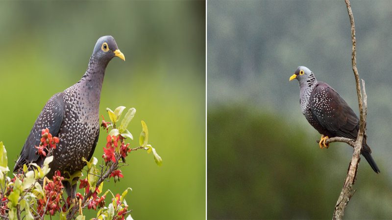 Graceful Majesty: The African Olive Pigeon