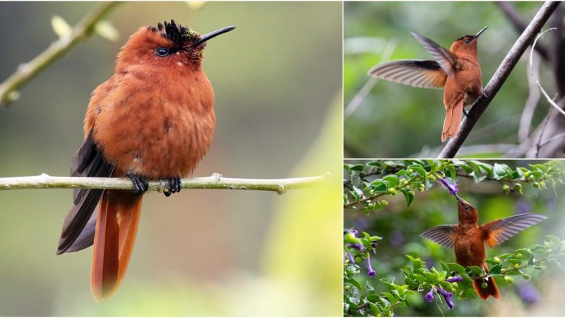 Captivating Beauty: The Juan Fernández Firecrown and its Flaming Crown Feathers