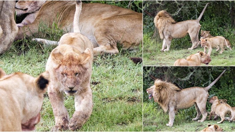 Romulus and the Cub: A Heartwarming Yet Hilarious Wildlife Encounter