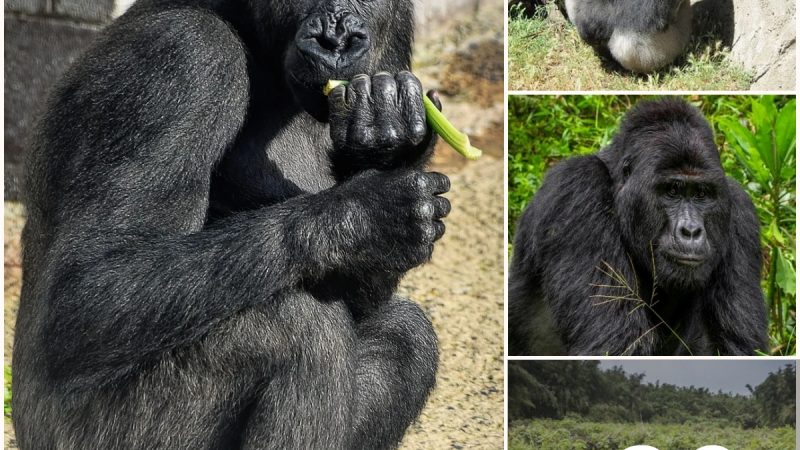 The Precarious Existence of Endangered Mountain Gorillas and Conservation Endeavors