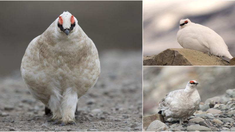 Snowy Camouflage: The Ptarmigan