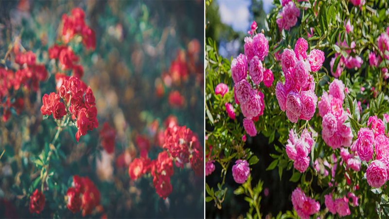 Tips for Growing Roses: Enhance Your Garden with Beautiful Blooms