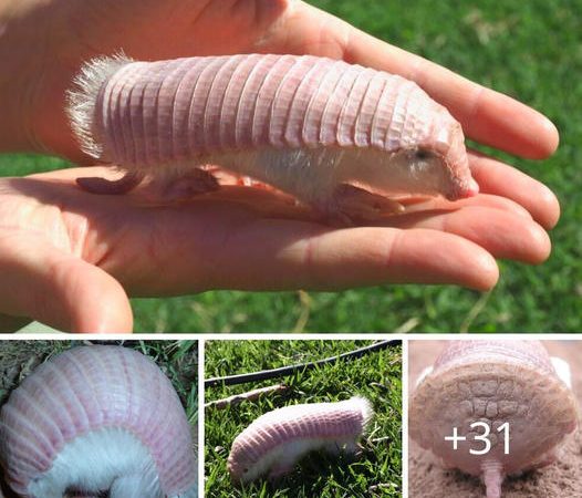 Unveiling the Enchanting Secrets of the Pink Fairy Armadillo: Exploring the Delights of Nature’s Little Rosy Wonder