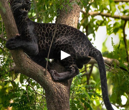 Elusive ‘Bagheera’: Captivating Encounter with an Ultra-Rare Black Leopard Sporting Inky Fur