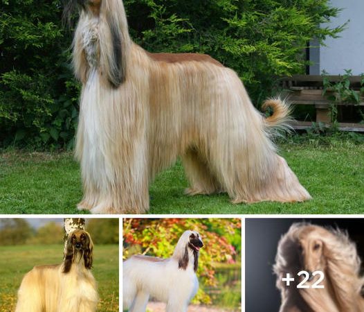 The Afghan Dog: A Majestic Breed with a Luxurious Coat