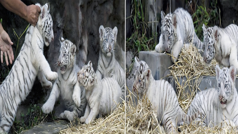 Rare White Bengal Tiger Cubs Captivate Hearts at Buenos Aires Zoo