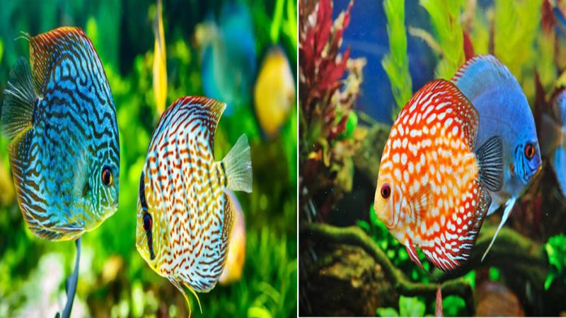 Discovering the Beauty and Elegance of Discus Fish