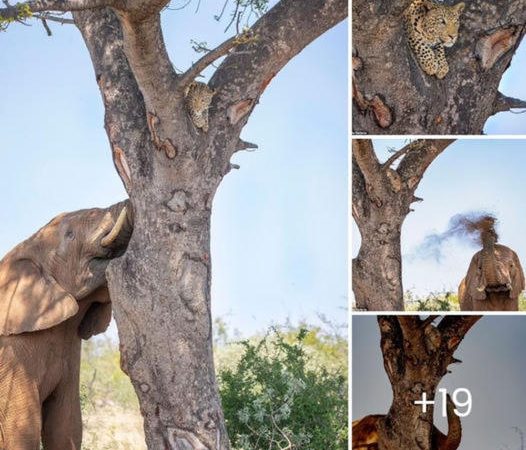 Elephant’s Vengeance: Relentless Pursuit Forces Leopard to Seek Sanctuary in Treetops, Shifting Predator-Prey Dynamics