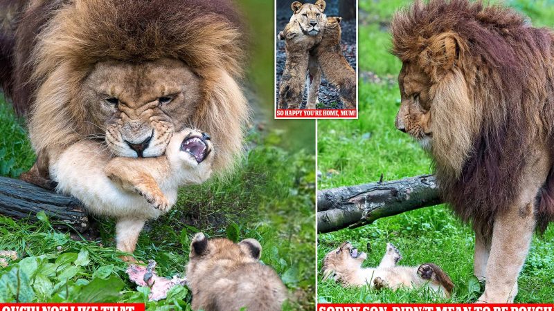 Lion Dad’s Hilarious Struggles with Cub Care